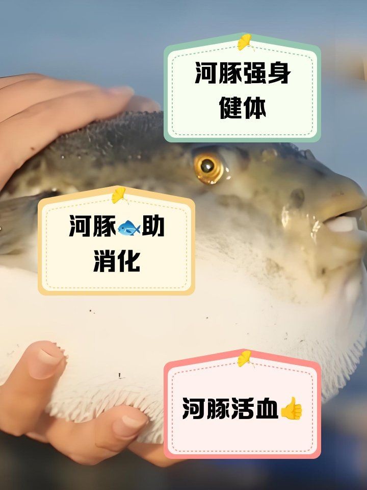 河豚魚的營養價值及功效，豚魚的食用禁忌