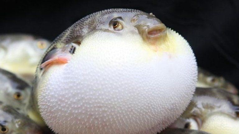 河豚魚的營養價值及功效，豚魚的食用禁忌