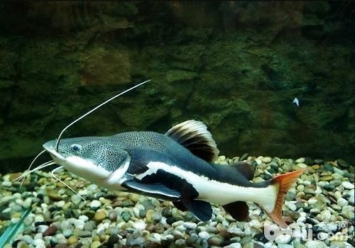 招財貓魚能長多大，財貓魚最大能長到多少厘米