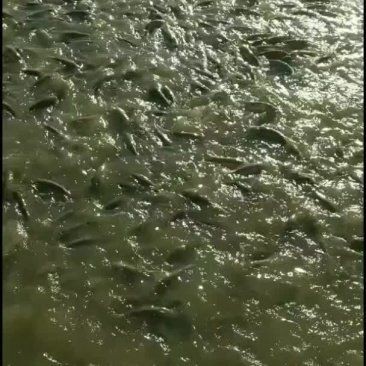 今天2一3斤草魚價格，草魚（2-3斤）市場