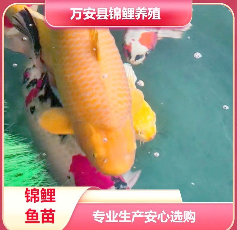 南平水族批發(fā)市場(chǎng)，平水族批發(fā)市場(chǎng)哪家好
