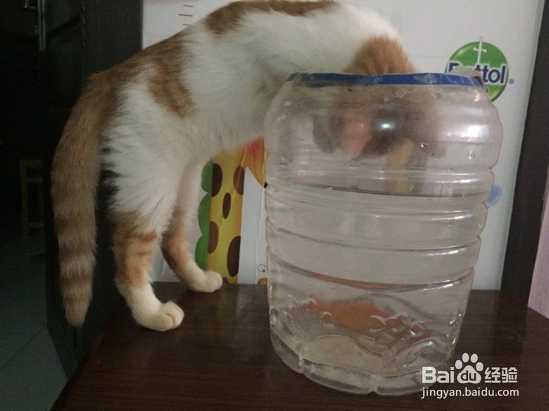 家里養(yǎng)貓又養(yǎng)魚(yú)相克嗎，同時(shí)養(yǎng)貓與魚(yú)是否真的相克