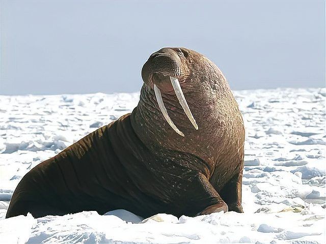海象天敵是什么動物,象的主要天敵有哪些 龍魚論壇 第10張 海象天敵是什么動物,象的主要天敵有哪些 海象天敵是什么動物,象的主要天敵有哪些 龍魚論壇 第10張