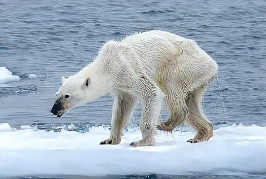 海象天敵是什么動物,象的主要天敵有哪些 龍魚論壇 第17張 海象天敵是什么動物,象的主要天敵有哪些 海象天敵是什么動物,象的主要天敵有哪些 龍魚論壇 第17張
