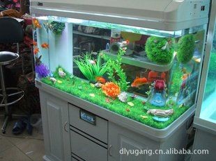 大連魚缸店，專業魚缸定制與銷售