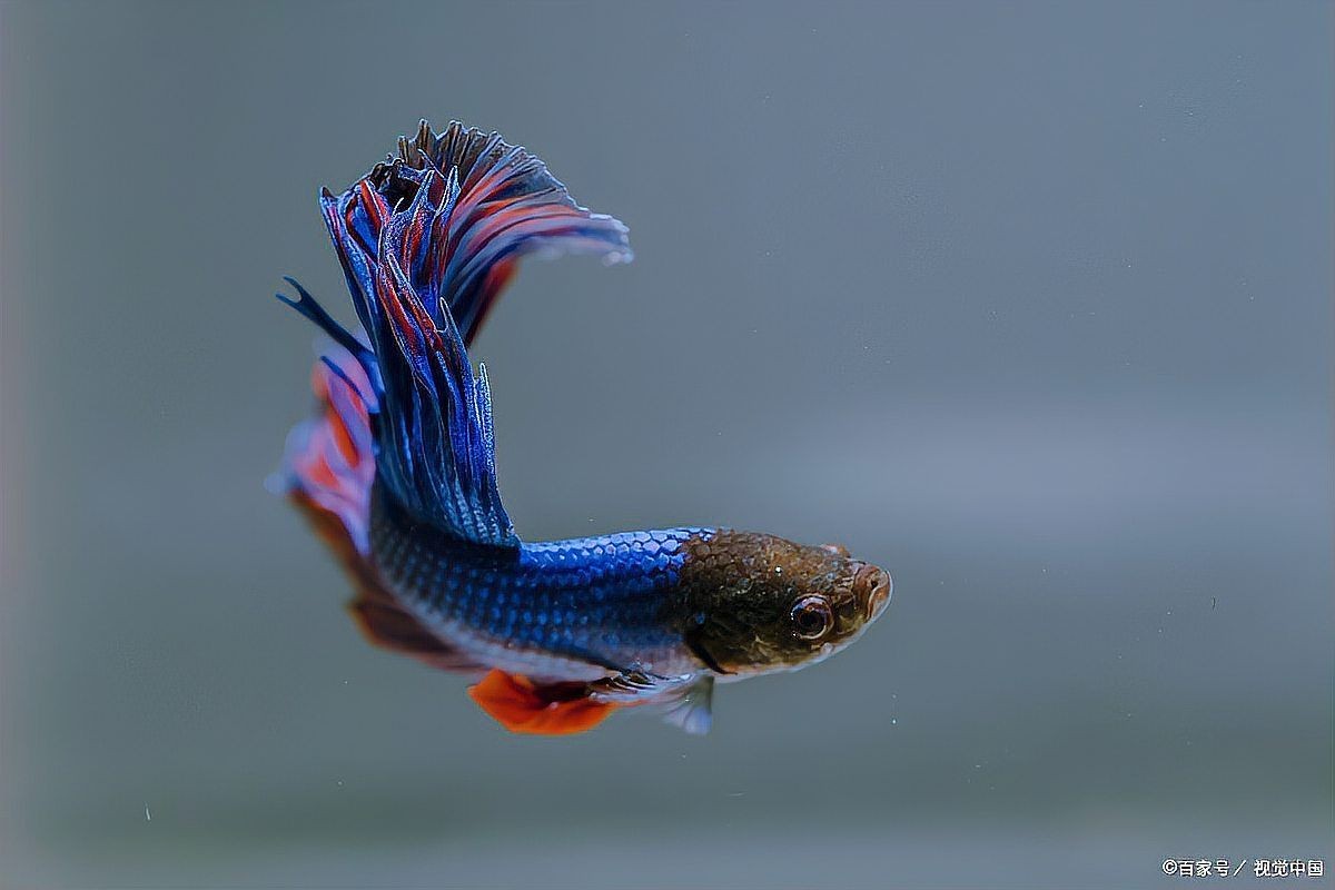 和尚魚觀賞魚怎么養(yǎng)，魚觀賞魚飼養(yǎng)技巧