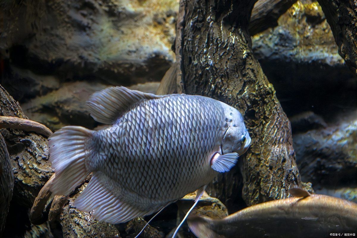 和尚魚觀賞魚怎么養(yǎng)，魚觀賞魚飼養(yǎng)技巧