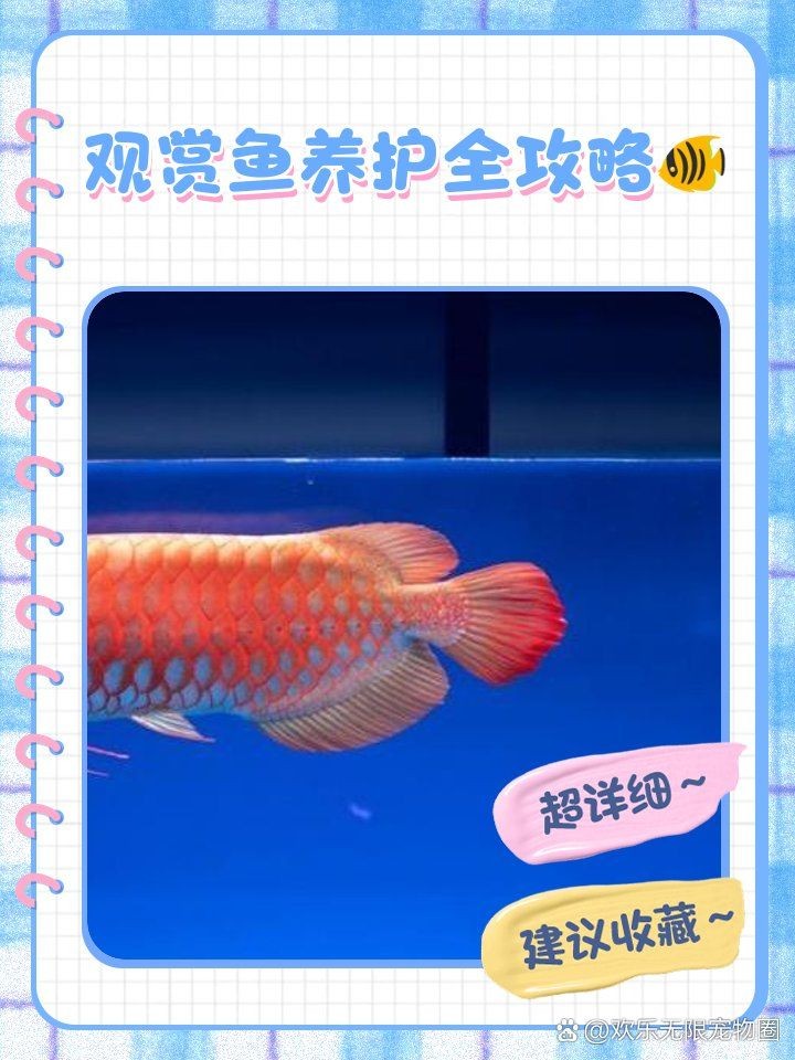 和尚魚觀賞魚怎么養(yǎng)，魚觀賞魚飼養(yǎng)技巧