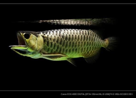 20厘米過背金龍魚圖片，20厘米過背金龍魚高清
