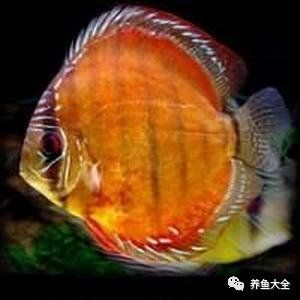 精品七彩品種圖解，是一個下拉詞標題，，精品七彩品種詳細