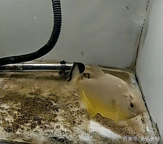 河豚vs食人魚，豚與食人魚，水中霸主的