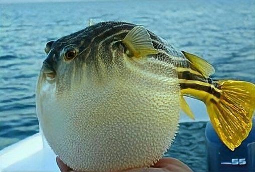 河豚vs食人魚，豚與食人魚，水中霸主的