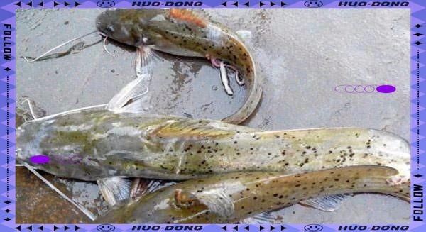 劍魚為什么沒人吃，魚無人食用之謎解析