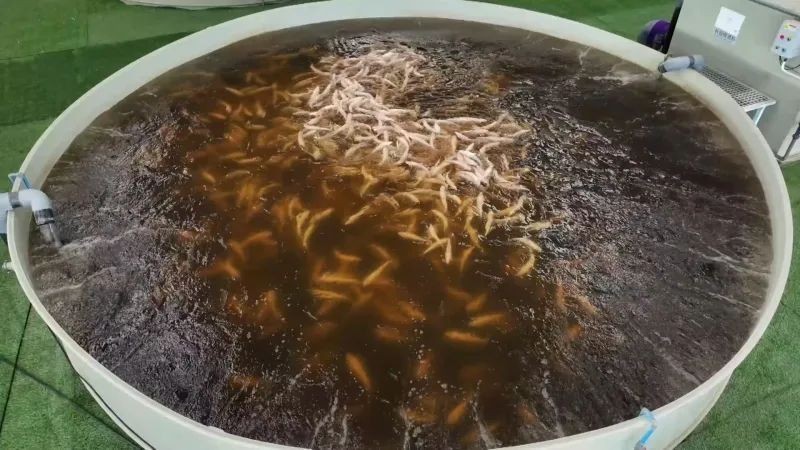 和田魚缸批發市場，田魚缸批發市場地址及