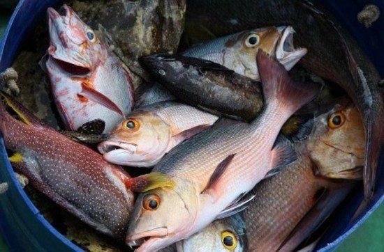 洪都拉斯下魚(yú)雨是真的嗎，都拉斯魚(yú)雨現(xiàn)象究竟是真是