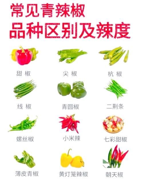 各種辣椒圖片，多種辣椒高清圖片大全，辣味視覺(jué)盛宴盡收眼底！