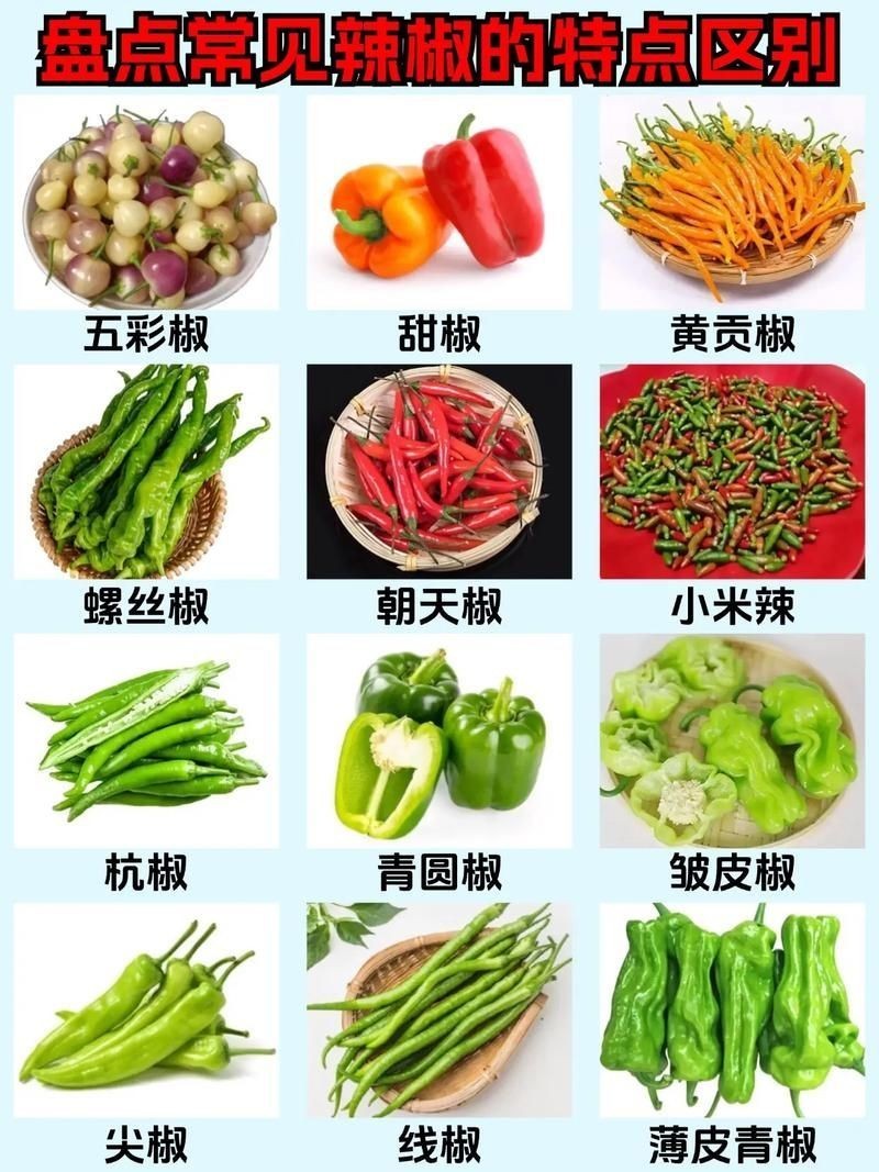 各種辣椒圖片，多種辣椒高清圖片大全，辣味視覺(jué)盛宴盡收眼底！