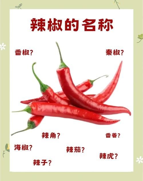 各種辣椒圖片，多種辣椒高清圖片大全，辣味視覺(jué)盛宴盡收眼底！