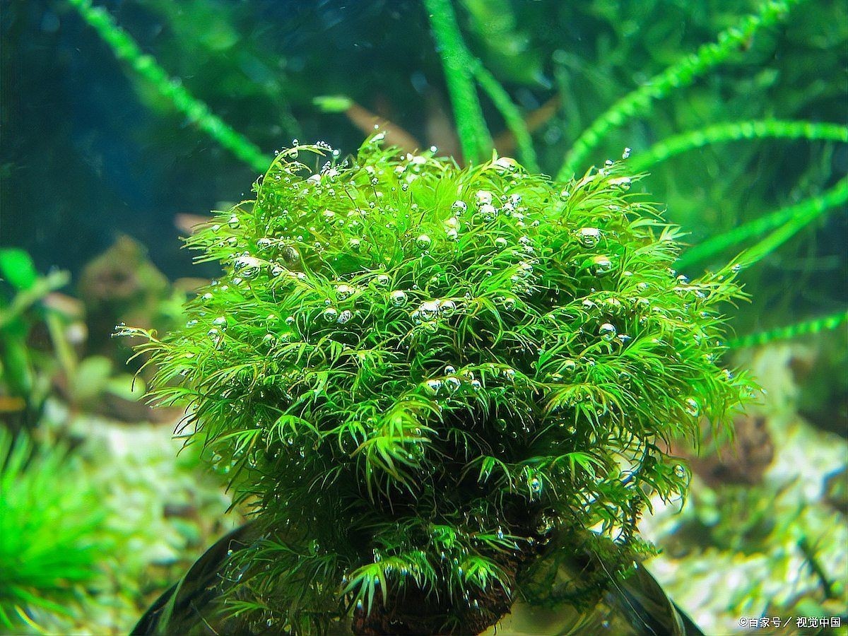 吉印燈養水草最忌諱的三個地方，印燈養水草最忌諱的三個