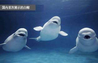 麗水水族館，水水族館熱門展區及特色生物