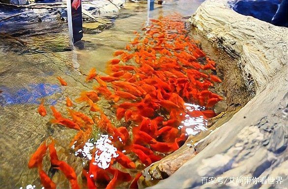 麗水水族館，水水族館熱門展區及特色生物