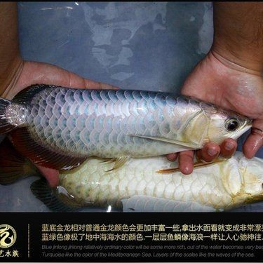 古典藍底過背金龍魚價格，藍底過背金龍魚價格及
