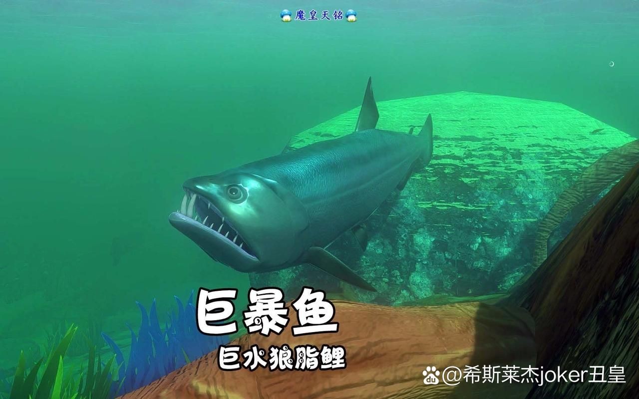巨暴牙魚圖片，暴牙魚高清圖片大全及詳細解析