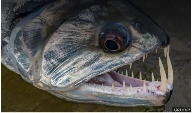 巨暴牙魚圖片，暴牙魚高清圖片大全及詳細解析