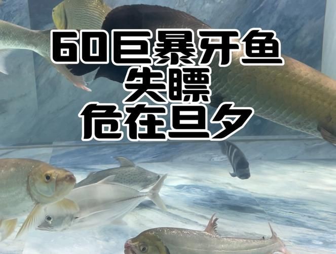 巨暴牙魚圖片，暴牙魚高清圖片大全及詳細解析