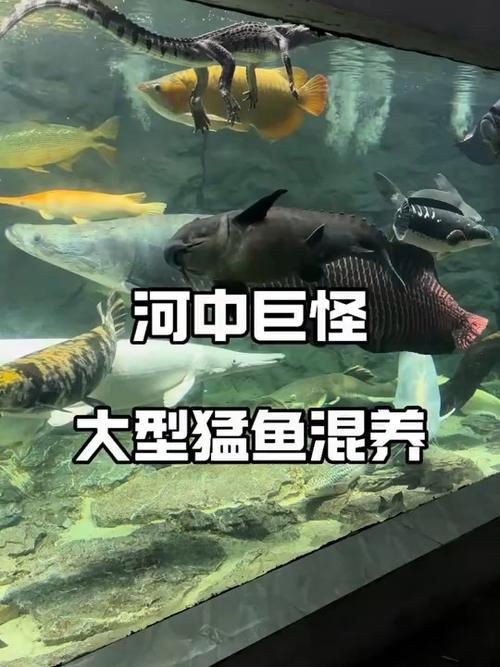 巨暴牙魚圖片，暴牙魚高清圖片大全及詳細解析