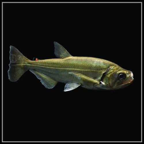 巨暴牙魚圖片，暴牙魚高清圖片大全及詳細解析
