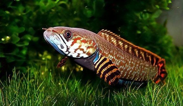 假巴卡雷龍魚是哪個 假巴卡雷龍魚是哪個 全國水族館企業(yè)名錄 第1張