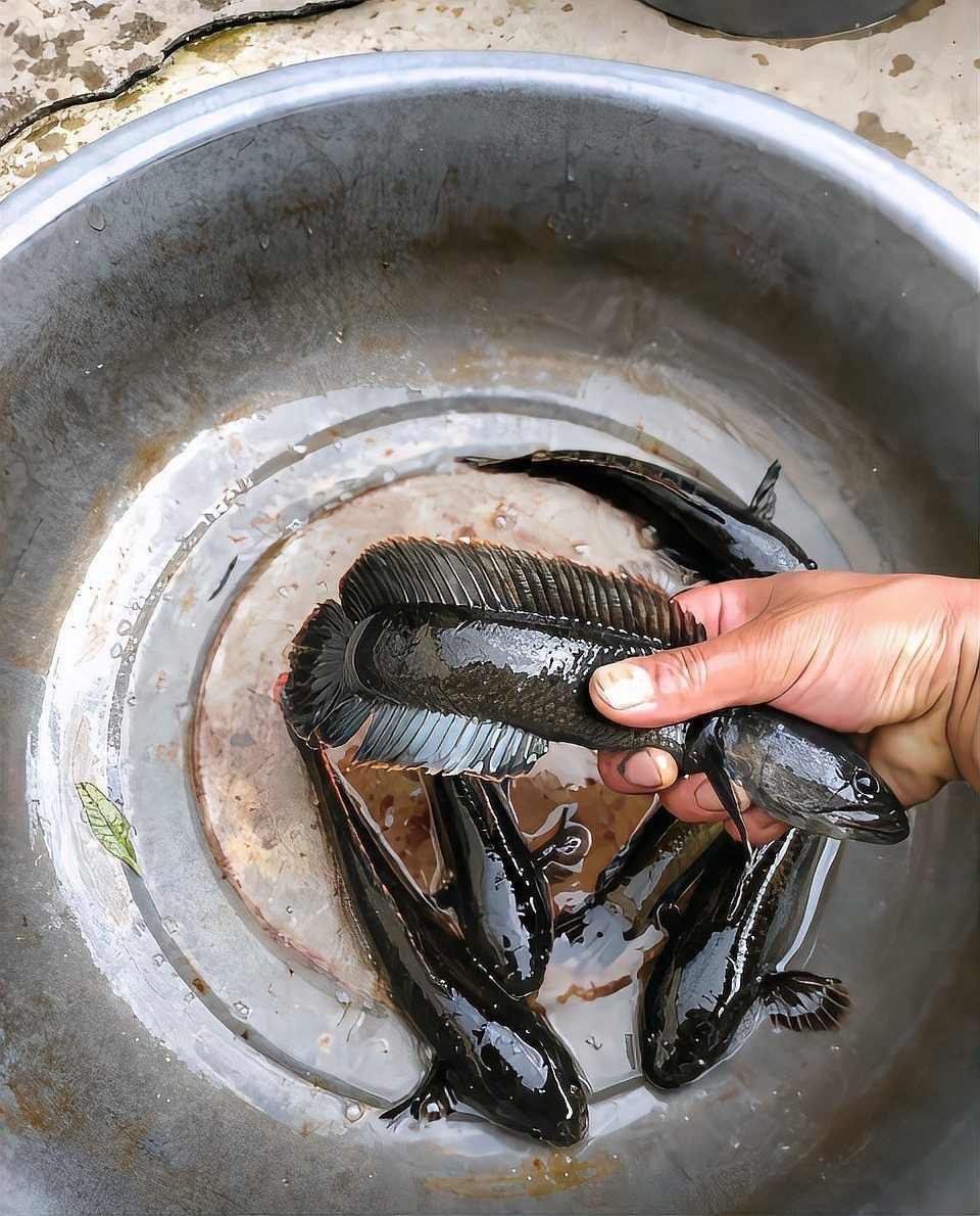 假巴卡雷龍魚是哪個 假巴卡雷龍魚是哪個 全國水族館企業(yè)名錄 第7張