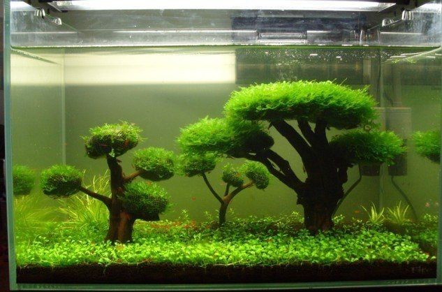 家里放魚缸的最佳位置