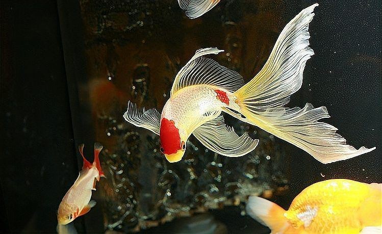 家里適合養(yǎng)錦鯉還是金魚