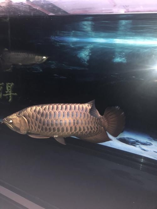 古典過背金龍魚圖片大全