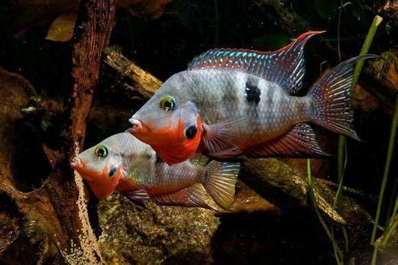 關刀魚好養嗎 關刀魚好養嗎 龍魚論壇 第5張