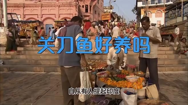 關(guān)刀魚好養(yǎng)嗎