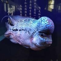 關刀魚好養嗎 關刀魚好養嗎 龍魚論壇 第6張