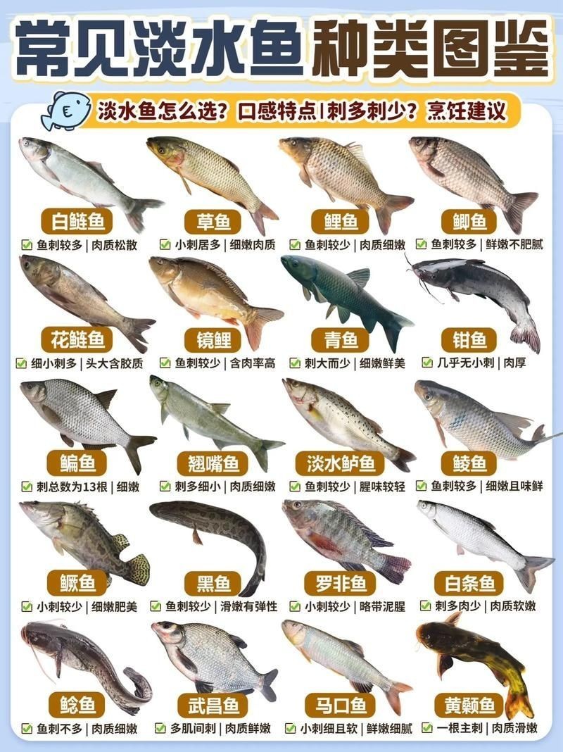 河魚種類大全圖片