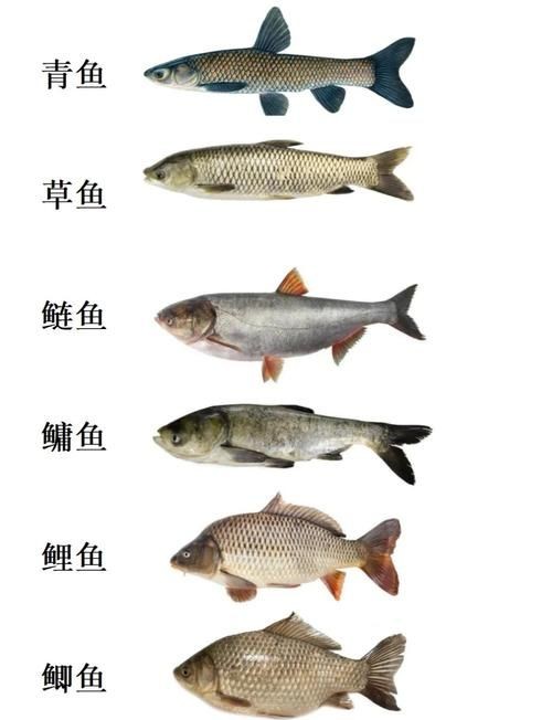 河魚種類大全圖片
