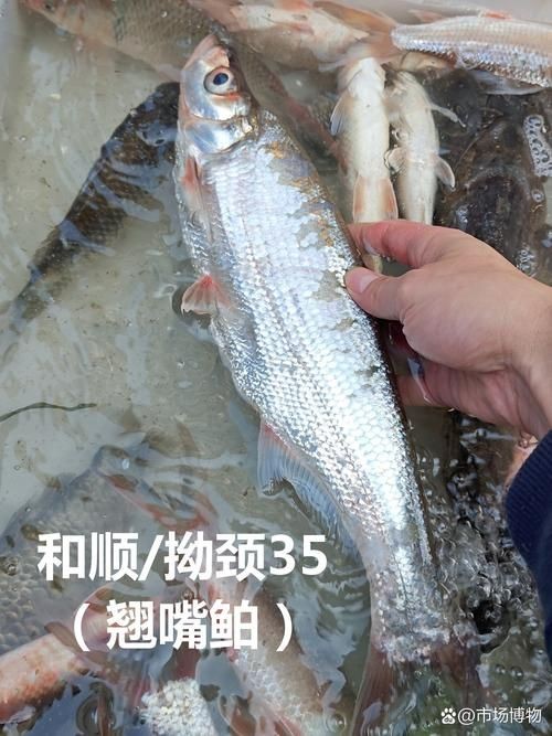 河魚種類大全圖片