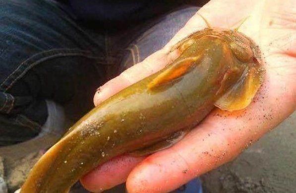 河魚種類大全圖片