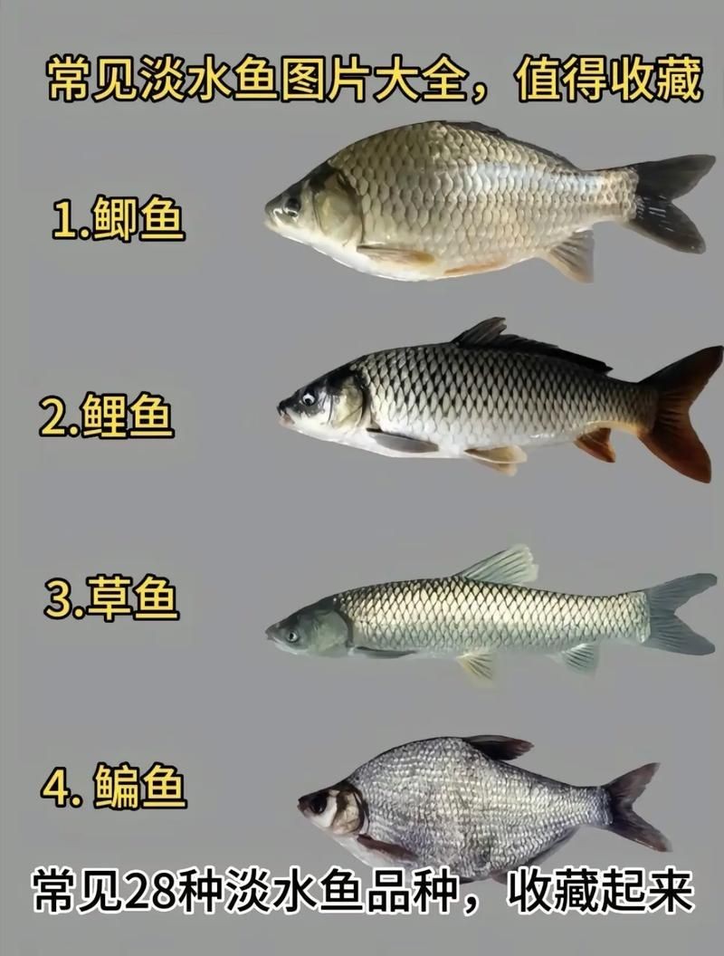 河魚種類大全圖片