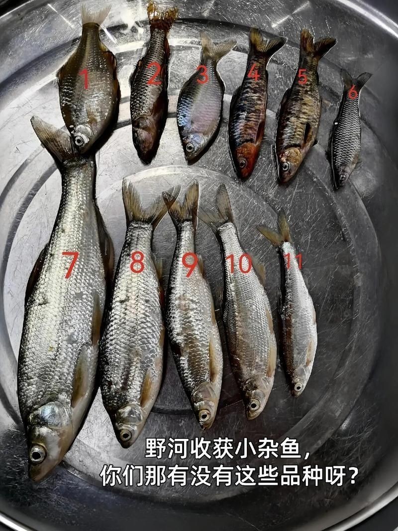 河魚種類大全圖片