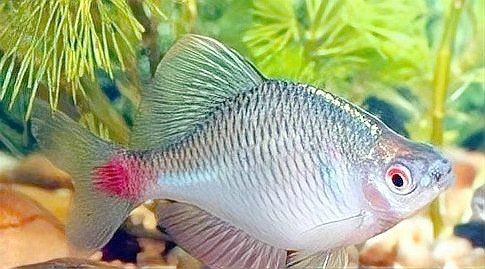 河魚種類大全圖片