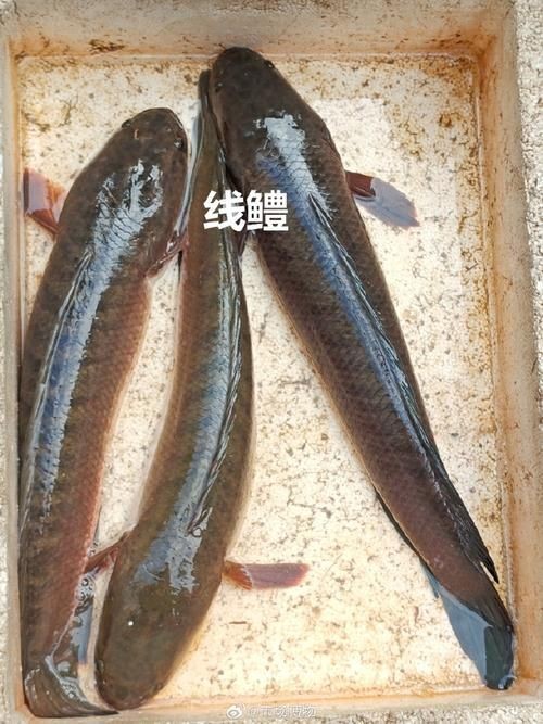 河魚種類大全圖片