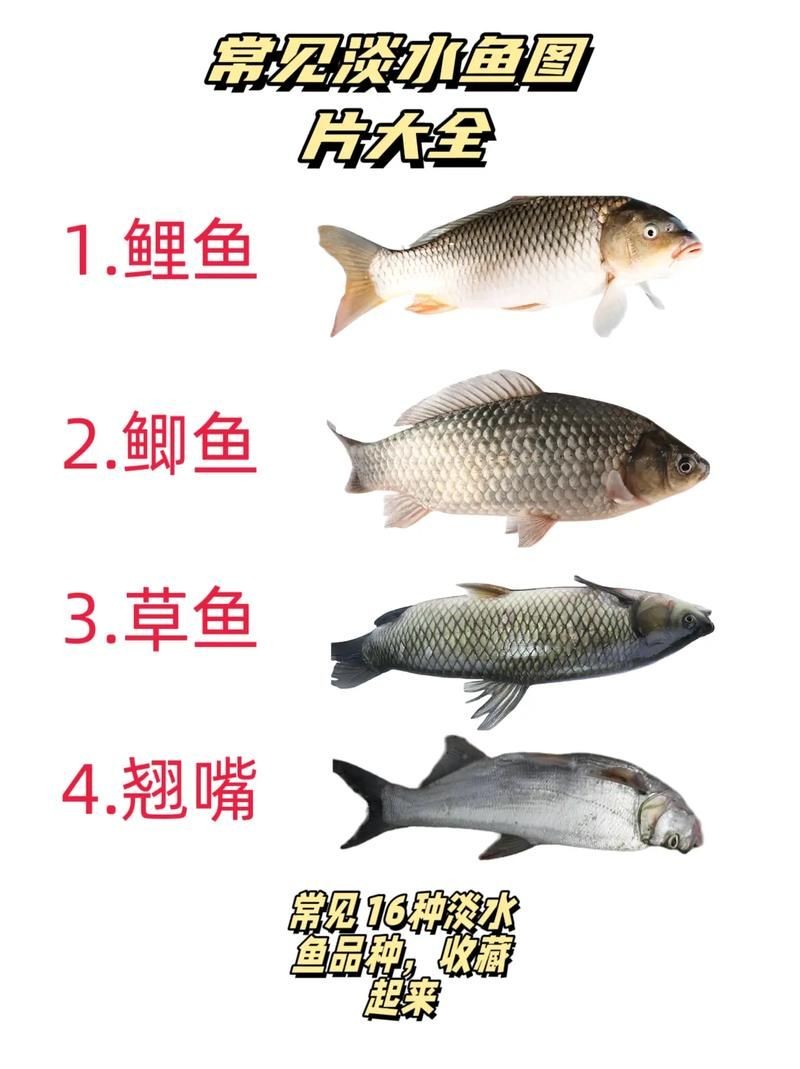 河魚種類大全圖片