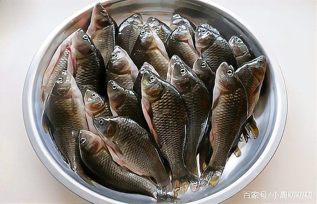 河魚種類大全圖片