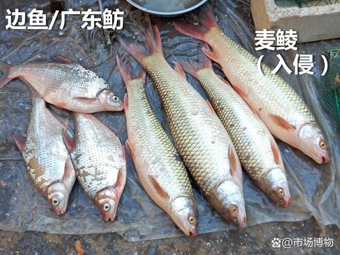 河魚種類大全圖片